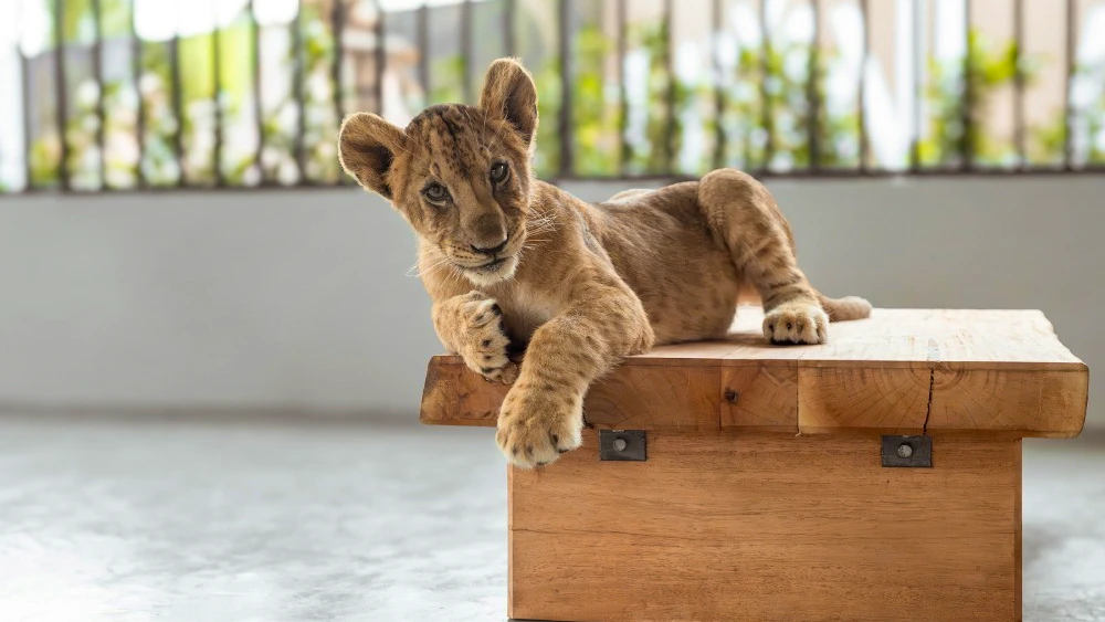 Lion Land Phuket Ticket Review