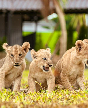 Lion Land Phuket Ticket