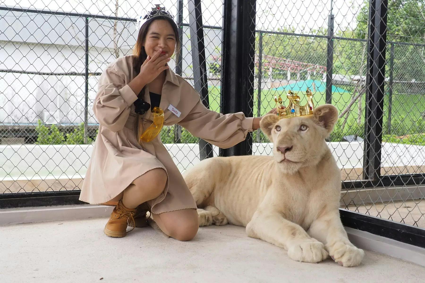 Lion Land Phuket Ticket Category