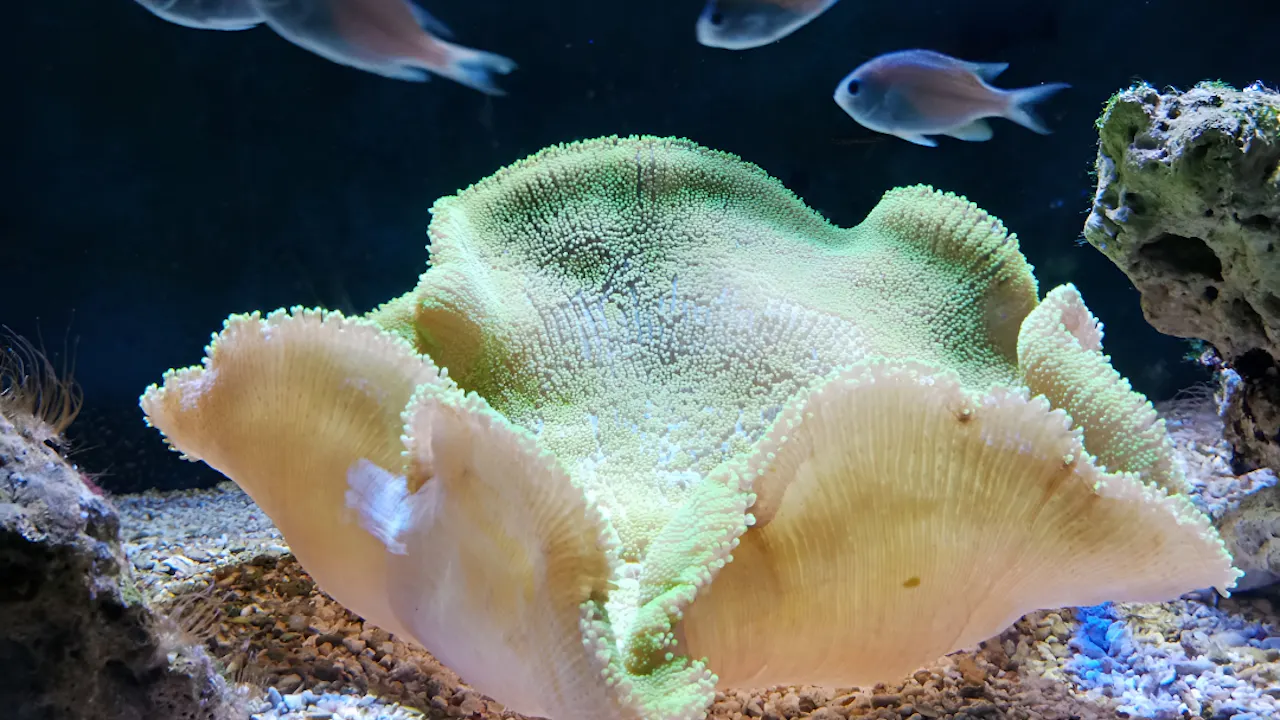 Combo: Under Water World Langkawi + Crocodile Adventure Langkawi Category