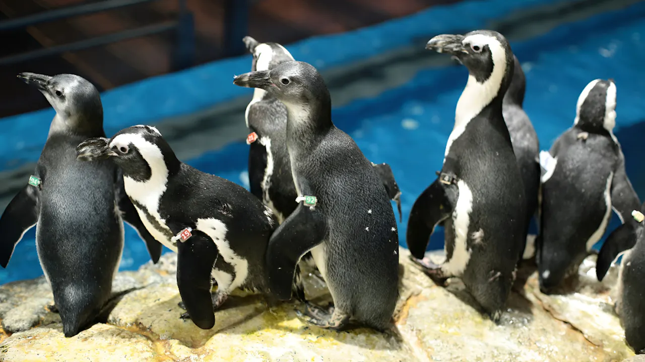 Combo: Under Water World Langkawi + Crocodile Adventure Langkawi Discount