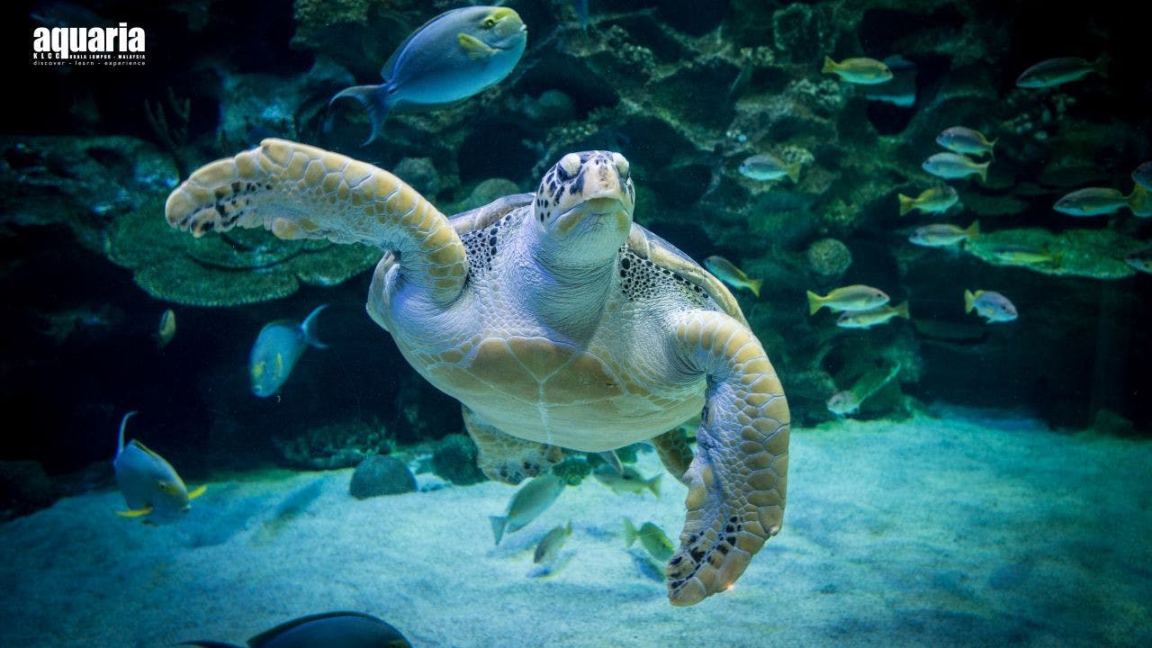 Lost World of Tambun + Aquaria KLCC Combo Ticket 