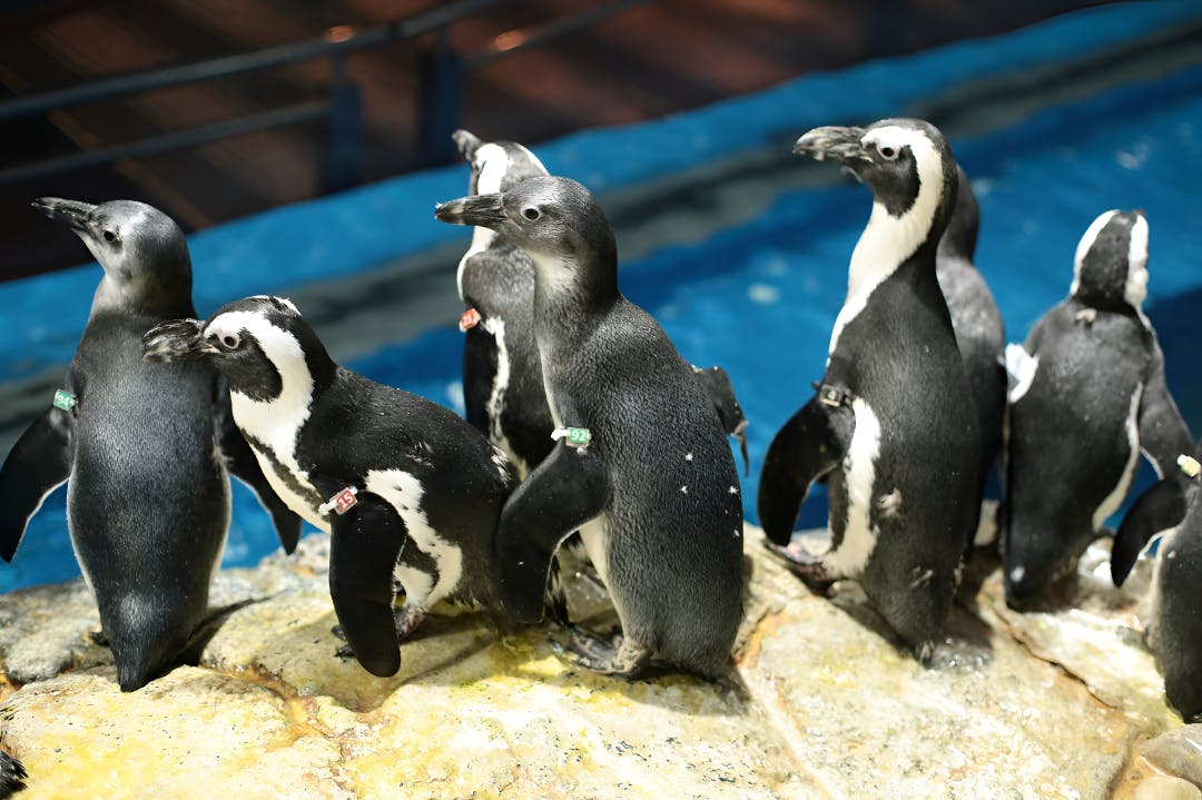 Combo: Under Water World Langkawi + Dream Forest Langkawi Ticket