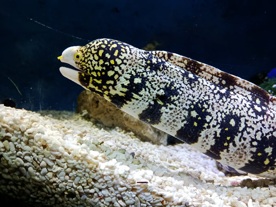 Combo: Under Water World Langkawi + Dream Forest Langkawi Price