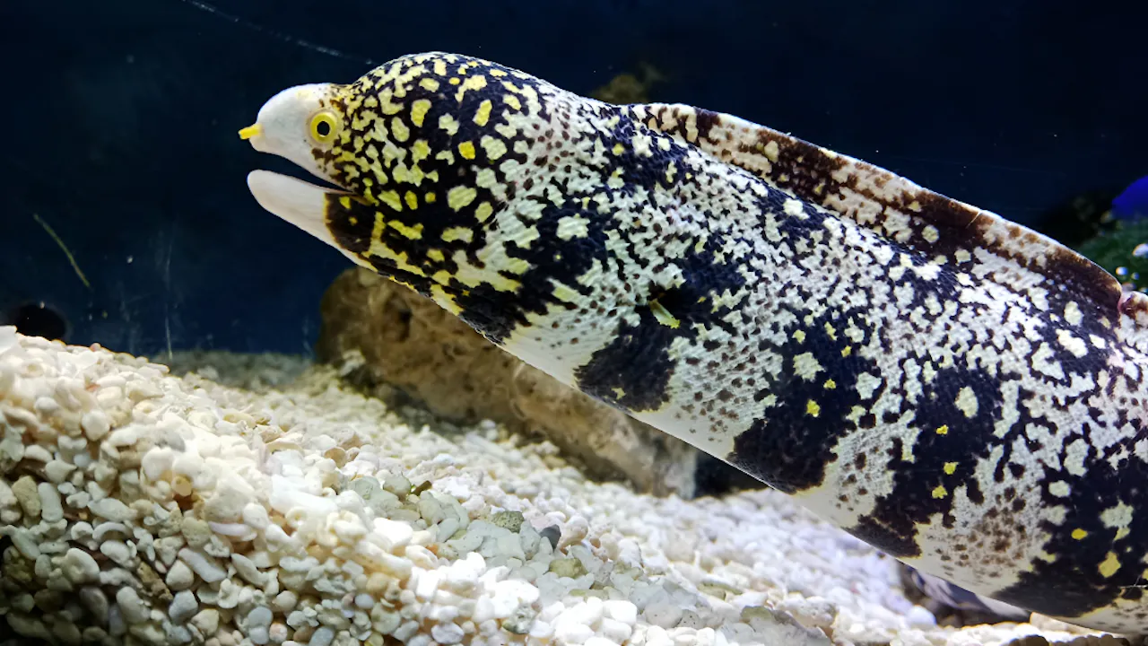 Combo: Under Water World Langkawi + Dream Forest Langkawi Price