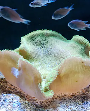 Combo: Under Water World Langkawi + Dream Forest Langkawi