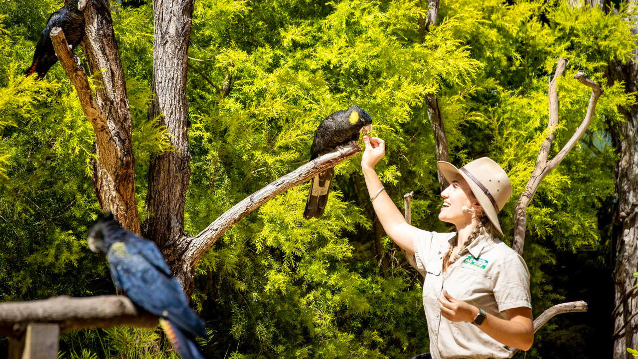 Currumbin Wildlife Sanctuary Tickets + ArtVo Gold Coast Combo Tickets Thrillark
