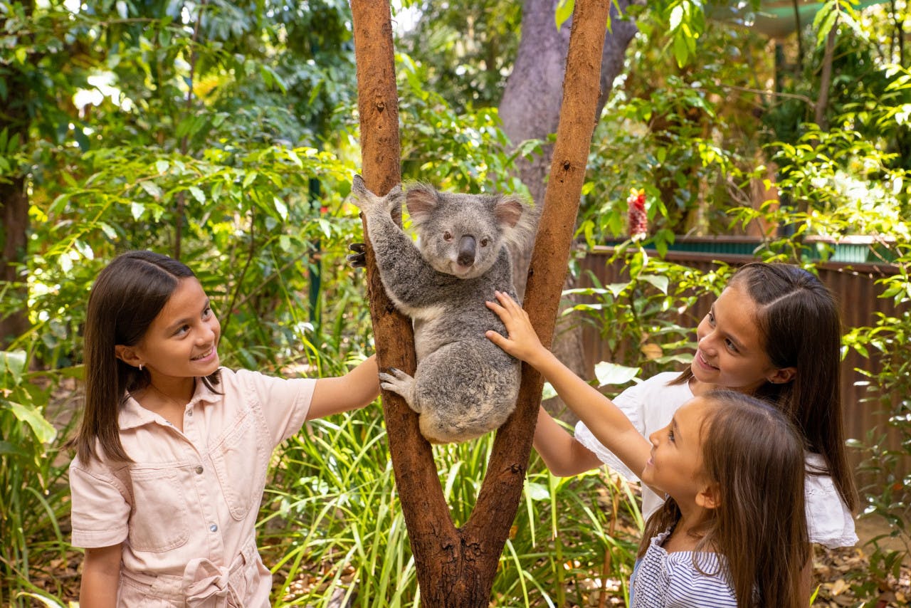 Currumbin Wildlife Sanctuary Tickets + ArtVo Gold Coast Combo Tickets