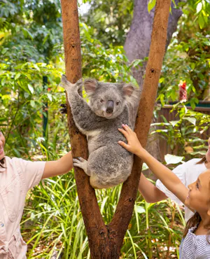 Currumbin Wildlife Sanctuary Tickets + ArtVo Gold Coast Combo Tickets