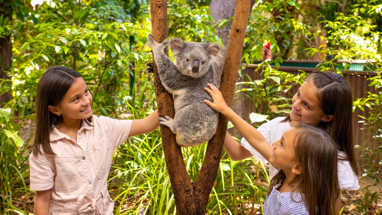 Currumbin Wildlife Sanctuary Tickets + ArtVo Gold Coast Combo Tickets