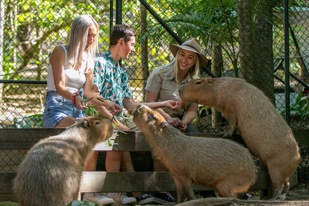 Currumbin Wildlife Sanctuary Tickets + ArtVo Gold Coast Combo Tickets Location