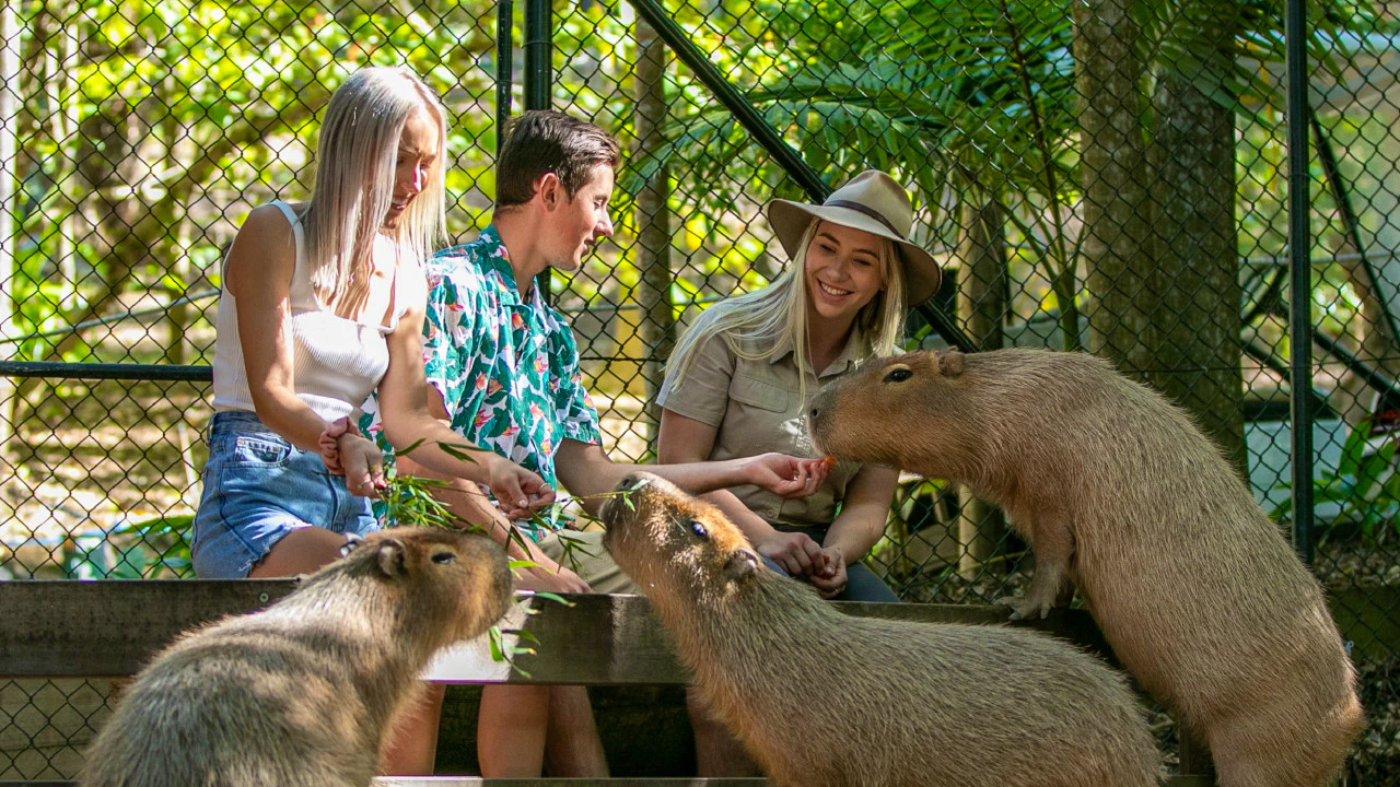 Currumbin Wildlife Sanctuary Tickets + ArtVo Gold Coast Combo Tickets Location