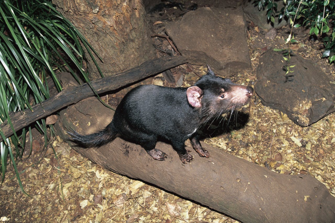 Currumbin Wildlife Sanctuary Tickets + ArtVo Gold Coast Combo Tickets Discount