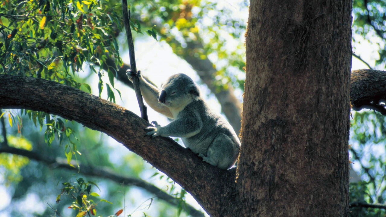 Currumbin Wildlife Sanctuary Tickets + ArtVo Gold Coast Combo Tickets Ticket