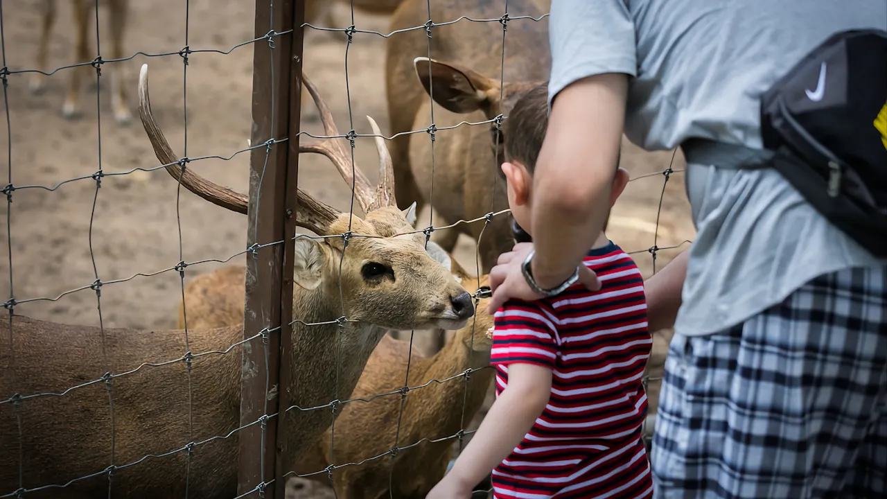 Sunway Lagoon + Zoo Negara Combo Ticket Category
