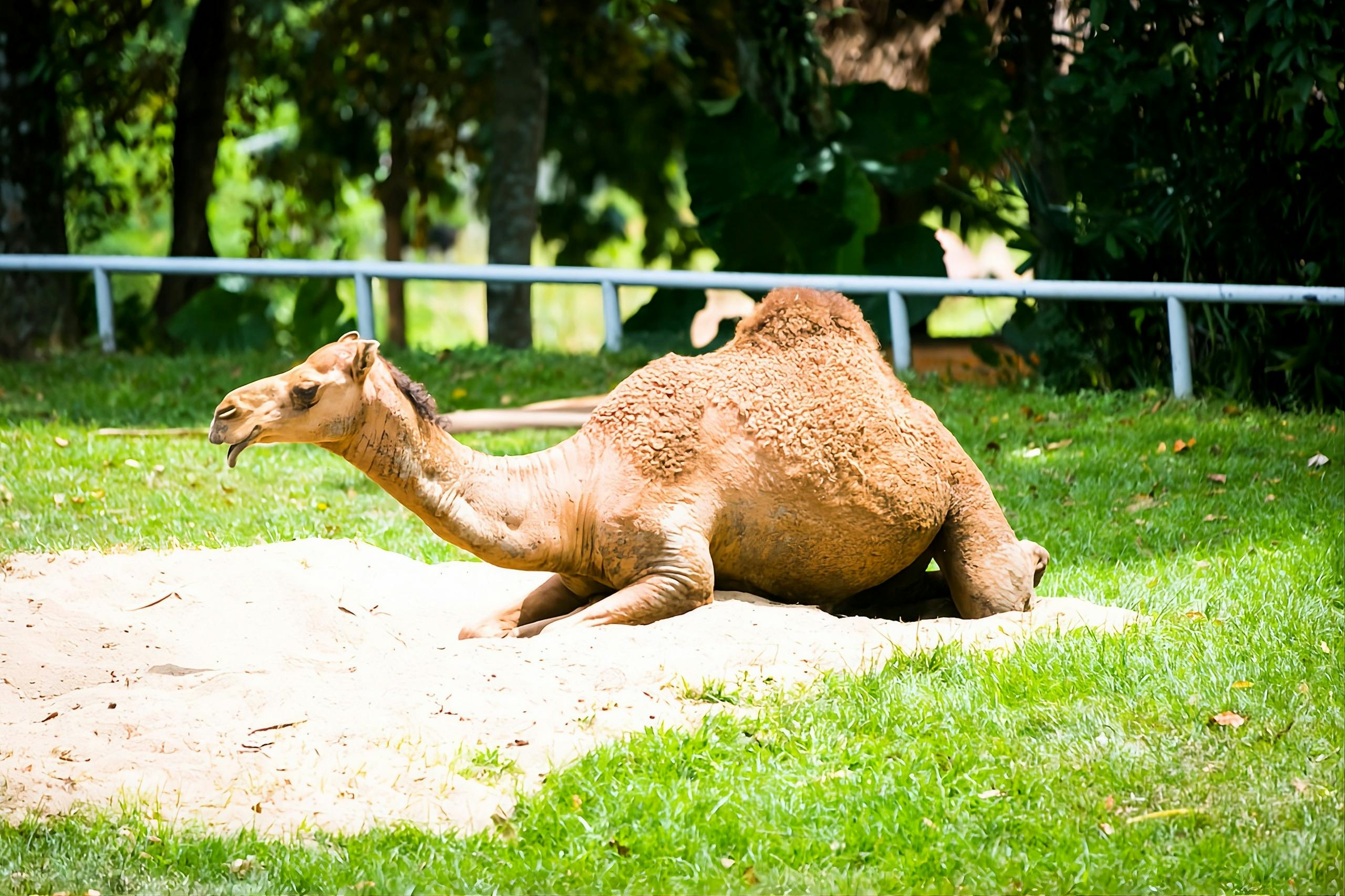 Sunway Lagoon + Zoo Negara Combo Ticket Discount