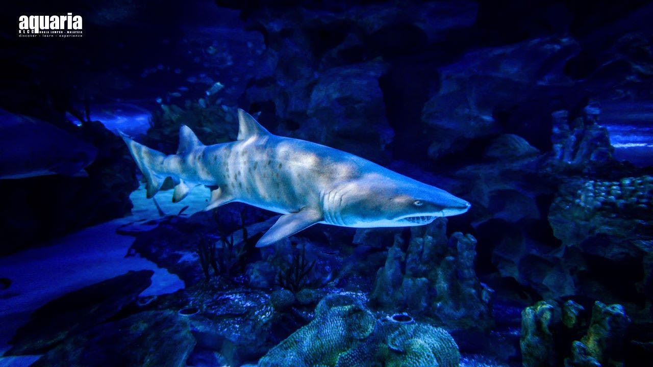 Combo: Berjaya Times Square Theme Park [Weekdays] + Aquaria KLCC 