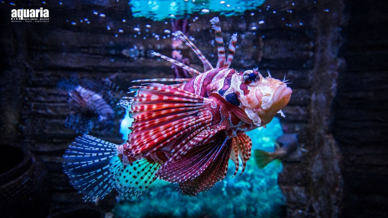 Combo: Berjaya Times Square Theme Park [Weekdays] + Aquaria KLCC 