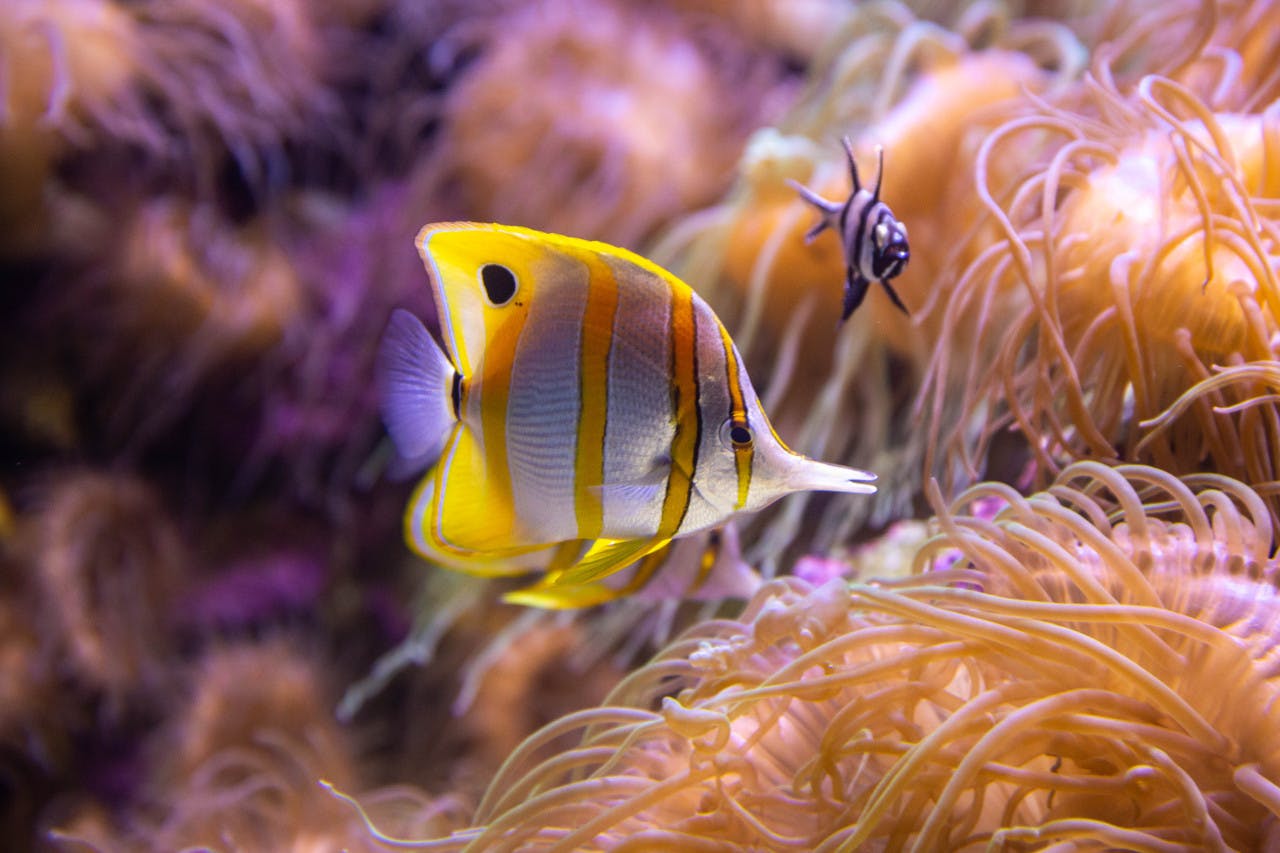 Combo: SEA LIFE Sydney Aquarium Tickets + Taronga Zoo Price