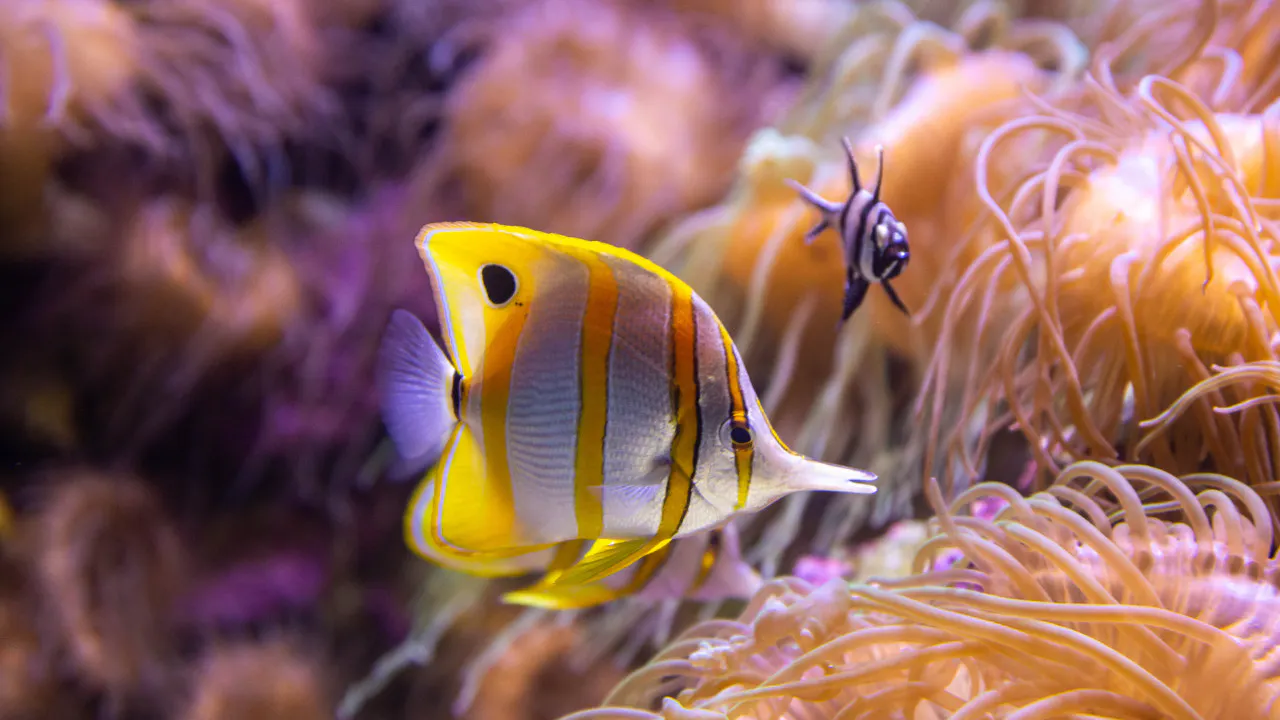 Combo: SEA LIFE Sydney Aquarium Tickets + Taronga Zoo Price