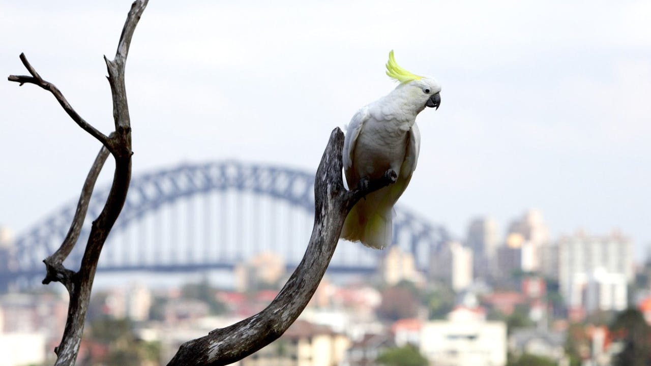 Combo: SEA LIFE Sydney Aquarium Tickets + Taronga Zoo 