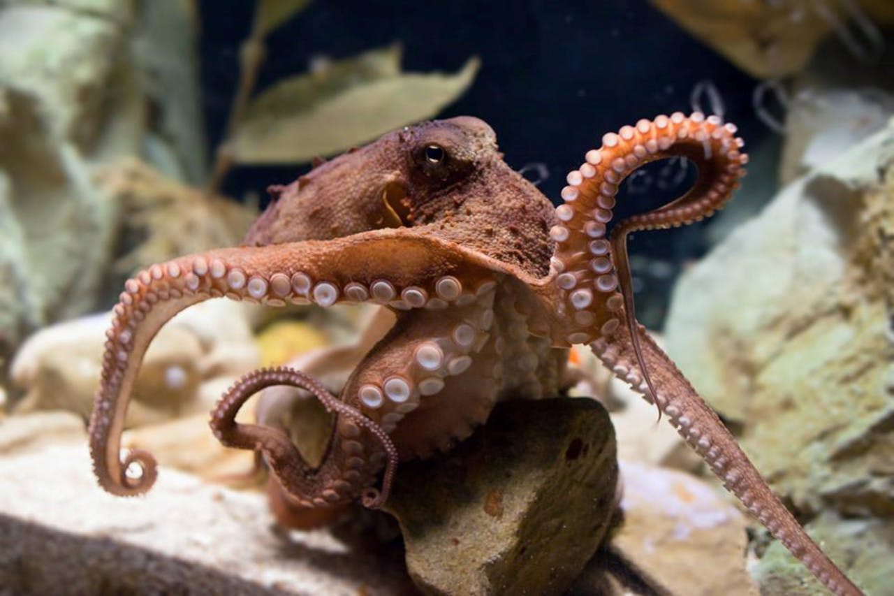 Combo: SEA LIFE Sydney Aquarium Tickets + Taronga Zoo Location