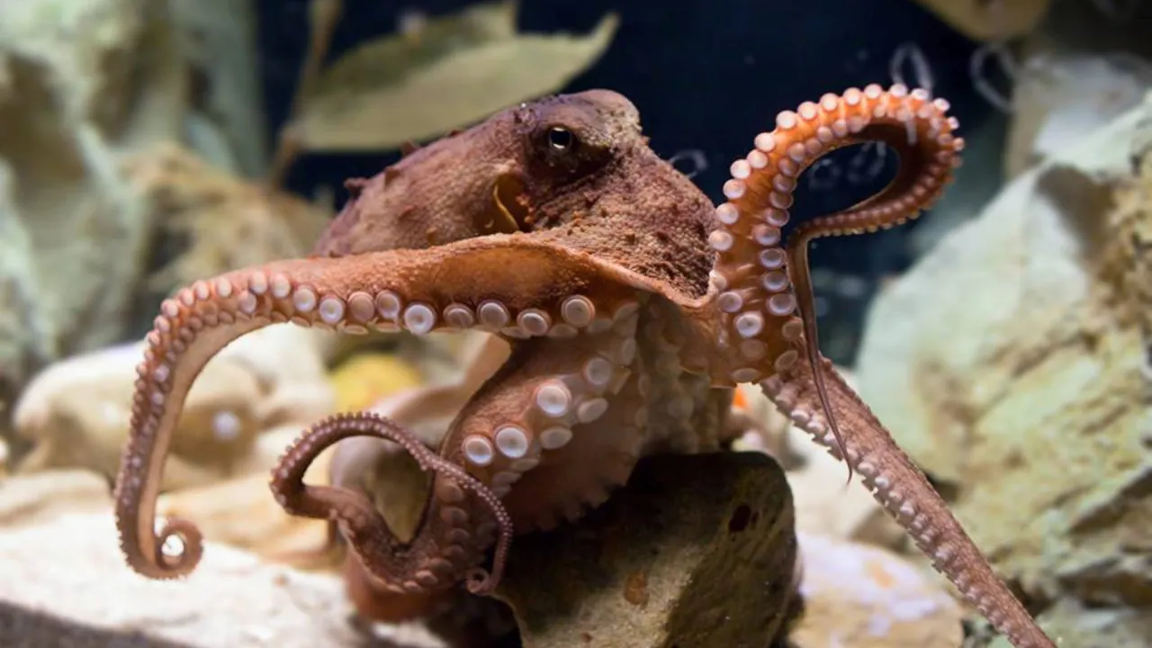 Combo: SEA LIFE Sydney Aquarium Tickets + Taronga Zoo Location