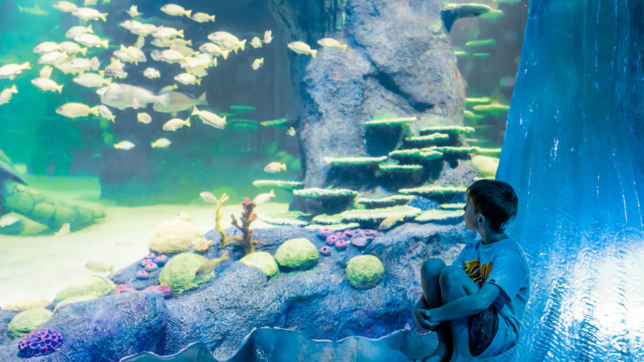 Combo: SEA LIFE Sydney Aquarium Tickets + Taronga Zoo