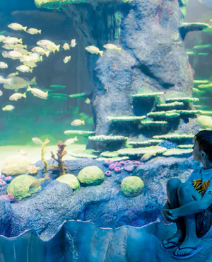 Combo: SEA LIFE Sydney Aquarium Tickets + Taronga Zoo