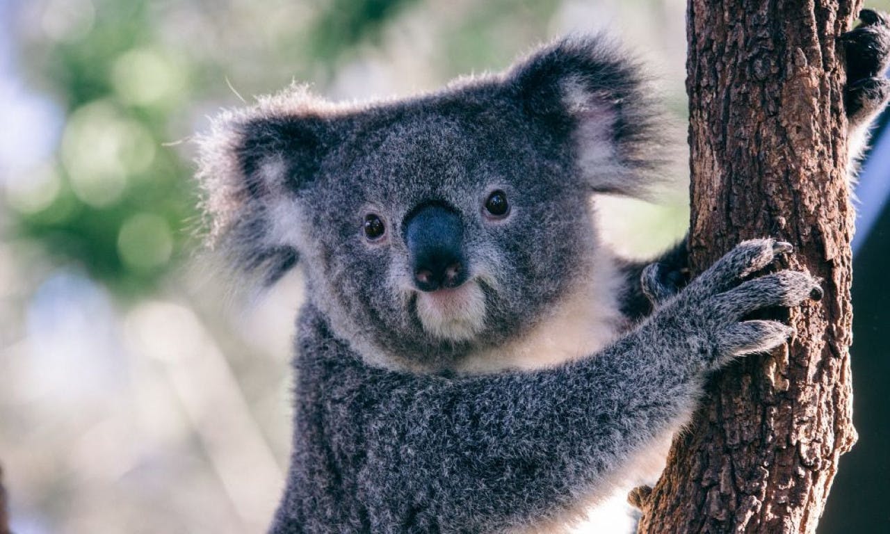 Combo: SEA LIFE Sydney Aquarium Tickets + Taronga Zoo Review