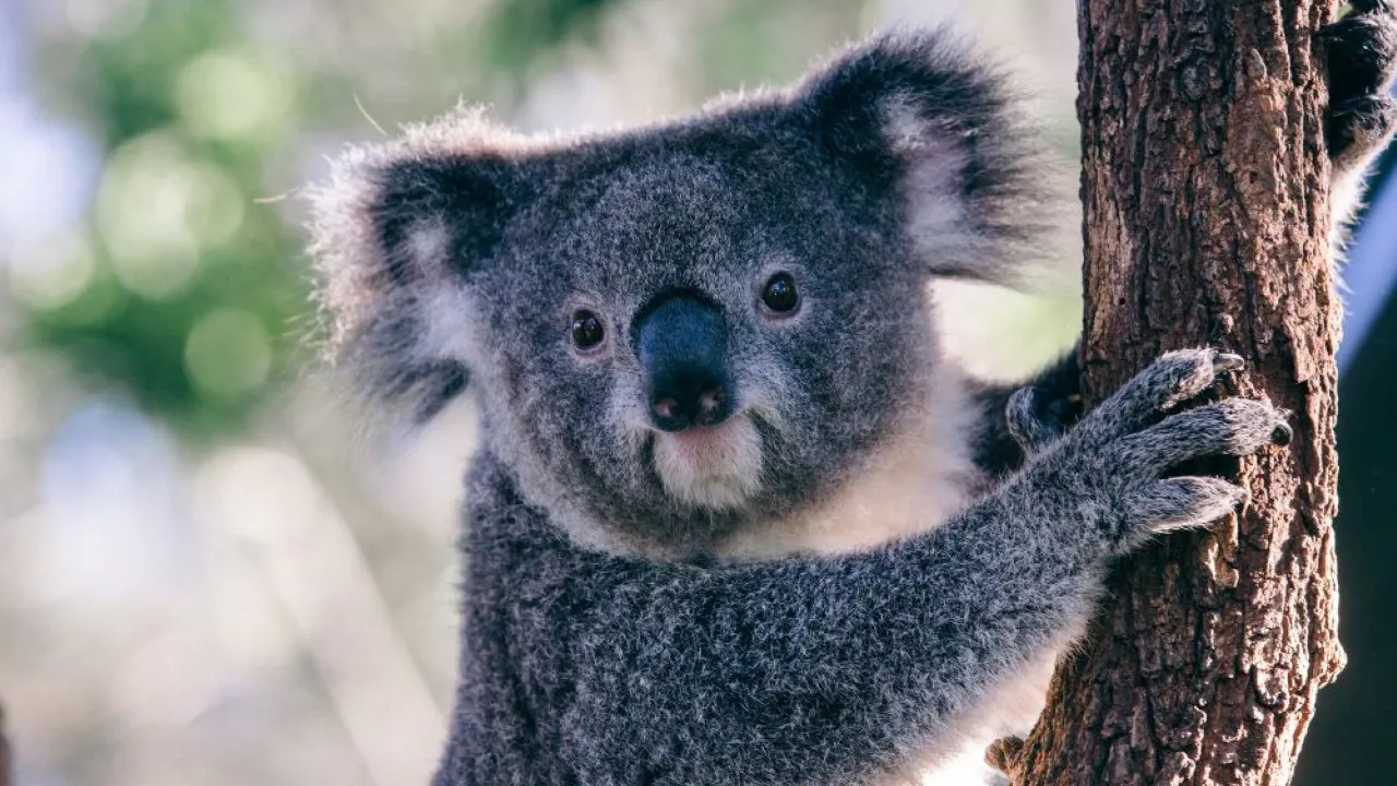 Combo: SEA LIFE Sydney Aquarium Tickets + Taronga Zoo Review