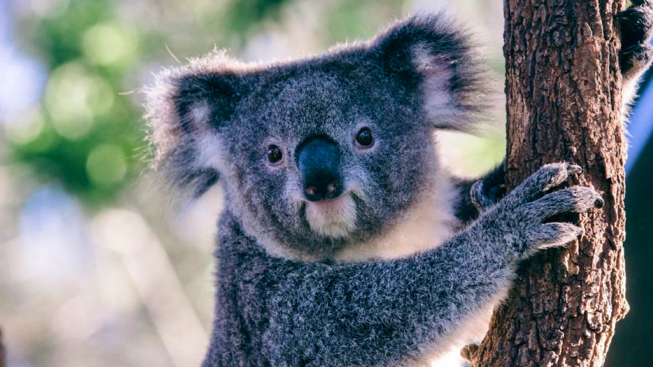 Combo: SEA LIFE Sydney Aquarium Tickets + Taronga Zoo Review