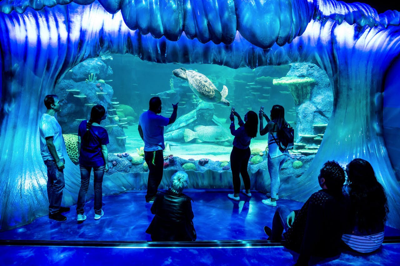 Combo: SEA LIFE Sydney Aquarium Tickets + Taronga Zoo Ticket