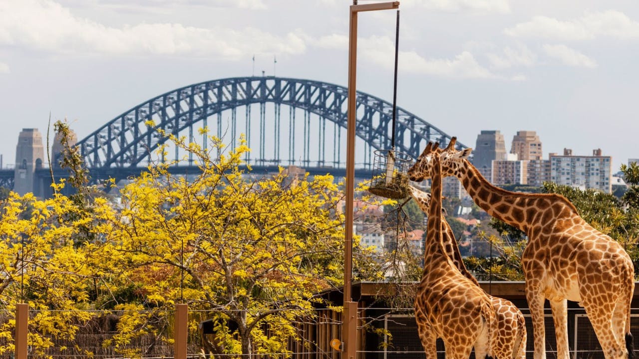 Combo: SEA LIFE Sydney Aquarium Tickets + Taronga Zoo 