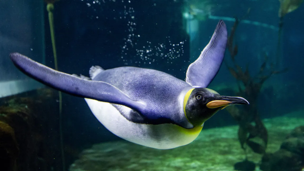 Combo: SEA LIFE Sydney Aquarium Tickets + Taronga Zoo Category