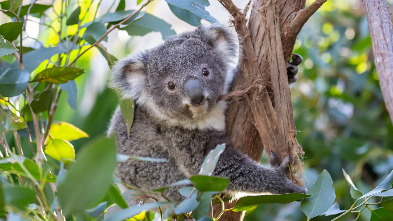 Combo: SEA LIFE Sydney Aquarium Tickets + WILD LIFE Sydney Review