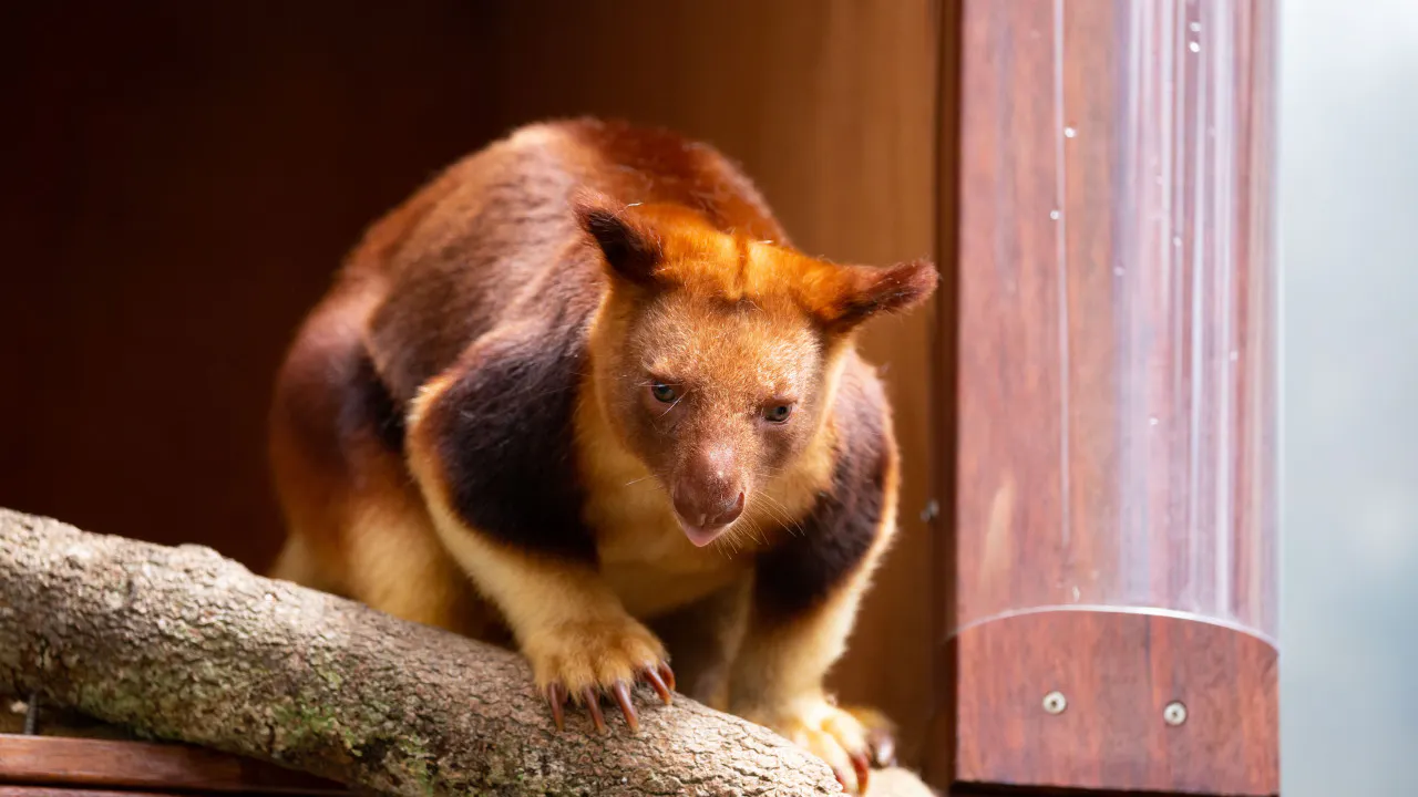 Combo: SEA LIFE Sydney Aquarium Tickets + WILD LIFE Sydney