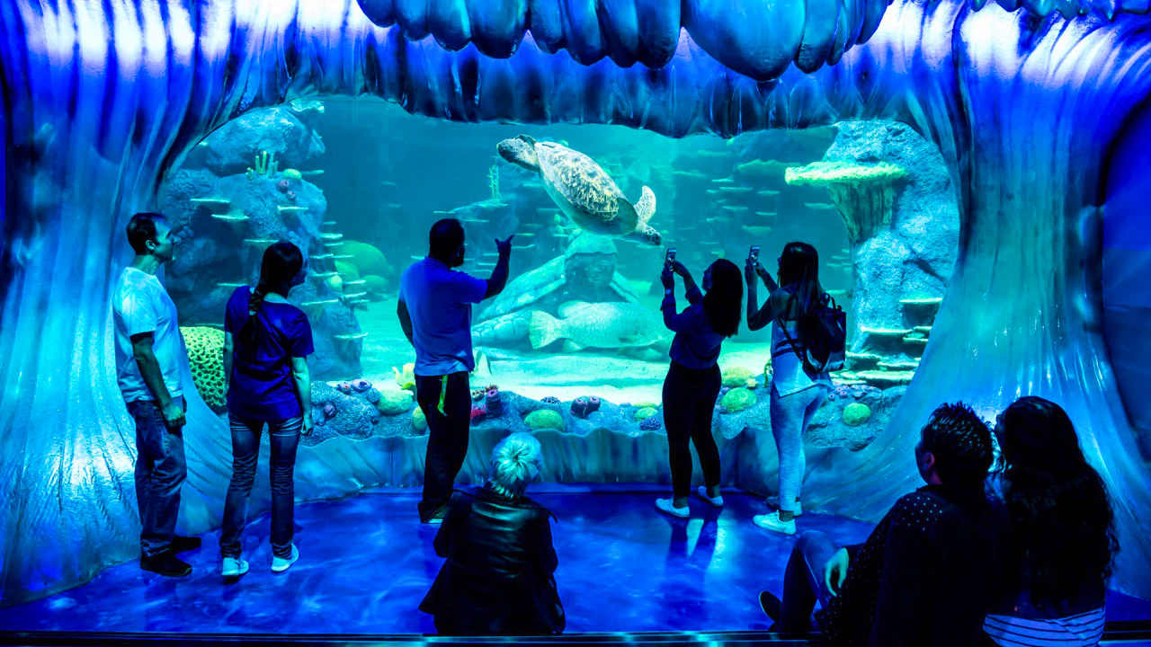 Combo: SEA LIFE Sydney Aquarium Tickets + WILD LIFE Sydney Ticket