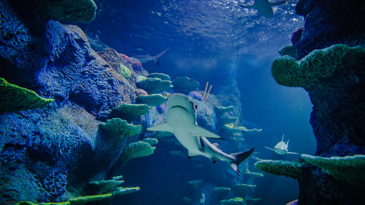 Combo: SEA LIFE Sydney Aquarium Tickets + WILD LIFE Sydney Discount