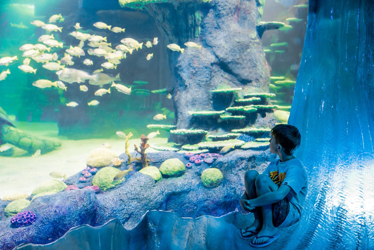 Combo: SEA LIFE Sydney Aquarium Tickets + WILD LIFE Sydney