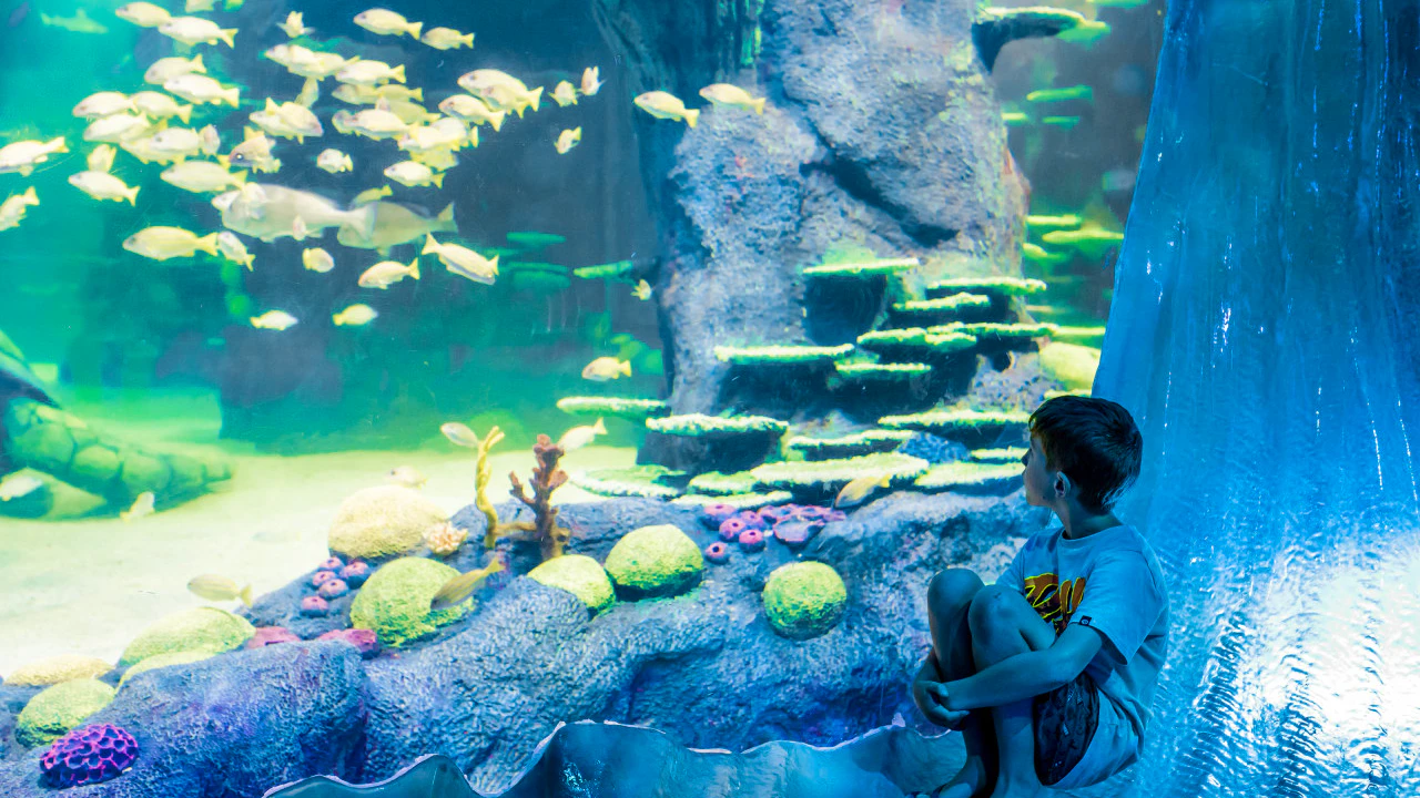 Combo: SEA LIFE Sydney Aquarium Tickets + WILD LIFE Sydney