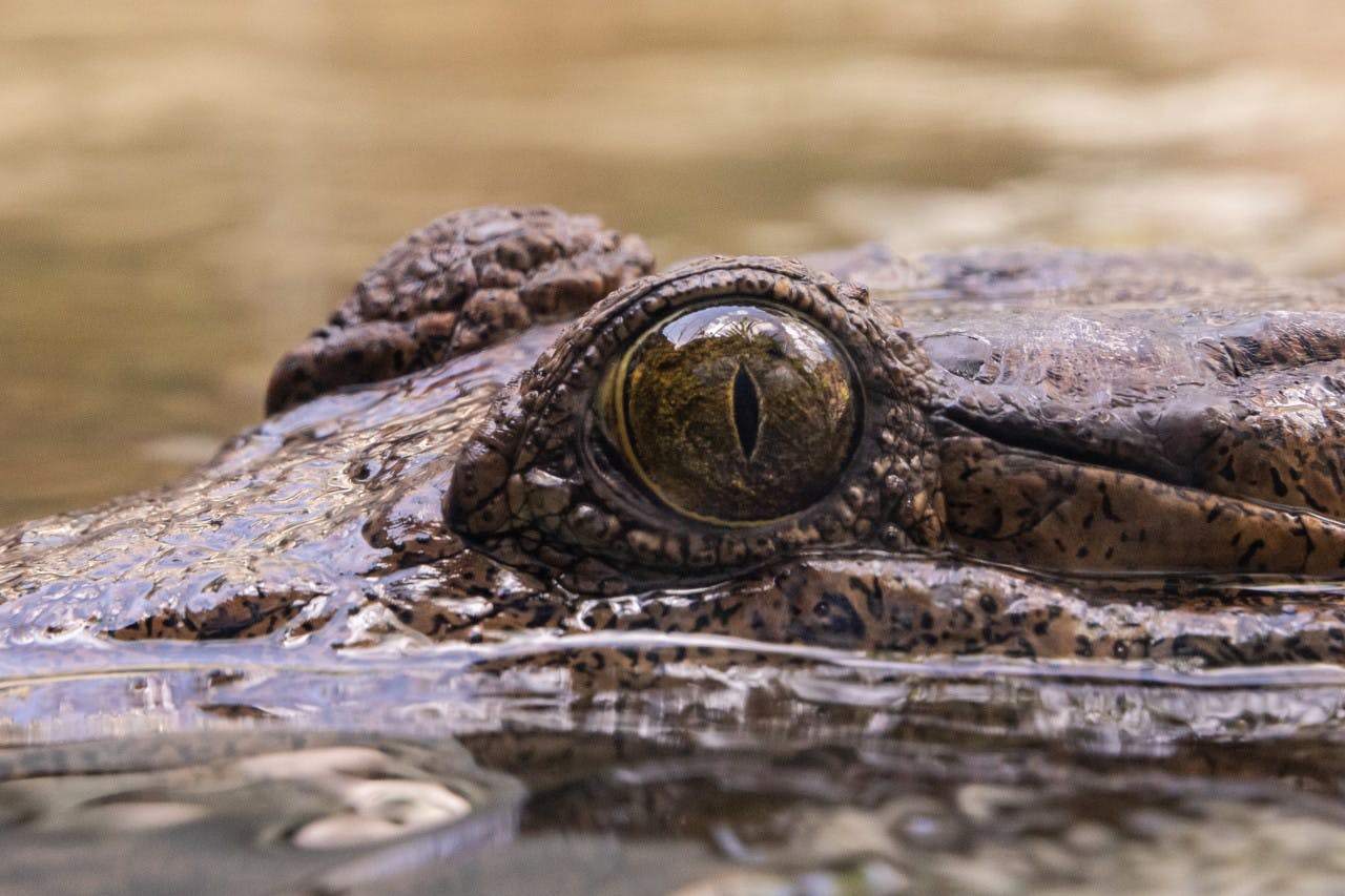 Combo: SEA LIFE Sydney Aquarium Tickets + WILD LIFE Sydney 