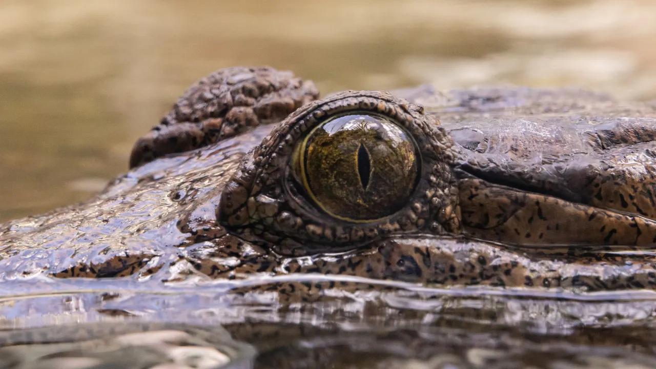 Combo: SEA LIFE Sydney Aquarium Tickets + WILD LIFE Sydney