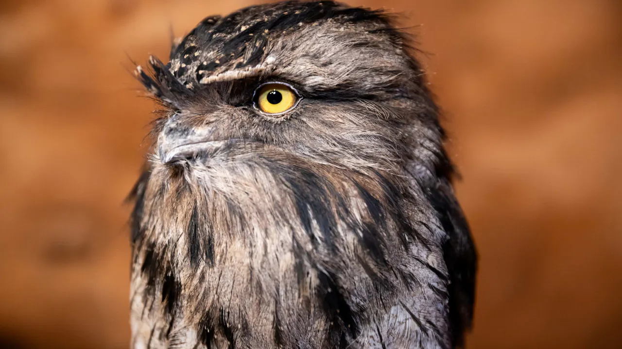 Combo: SEA LIFE Sydney Aquarium Tickets + WILD LIFE Sydney