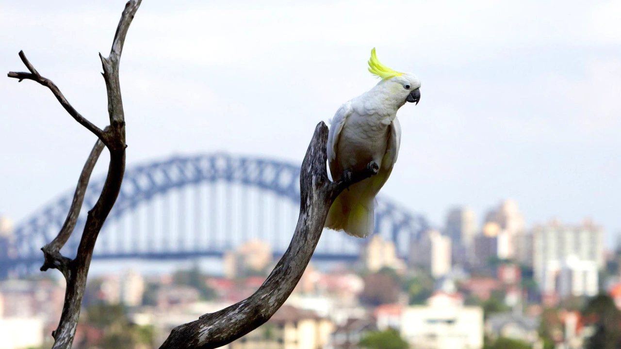 Madame Tussauds Sydney + Taronga Zoo Combo Ticket