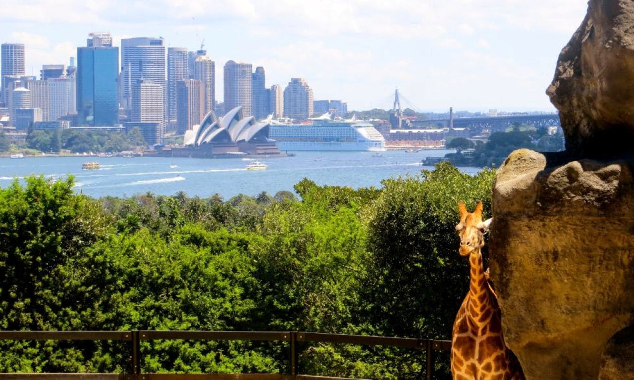 Madame Tussauds Sydney + Taronga Zoo Combo Ticket 
