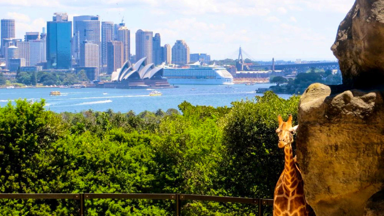 Madame Tussauds Sydney + Taronga Zoo Combo Ticket