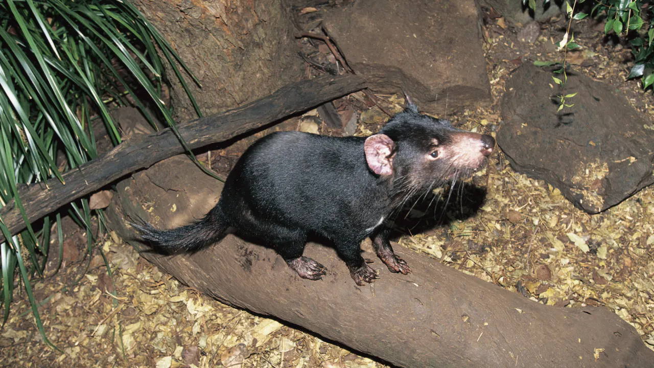 Combo: Currumbin Wildlife Sanctuary + SkyPoint Observation Deck Price