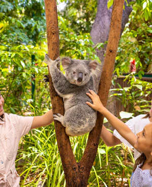 Combo: Currumbin Wildlife Sanctuary + SkyPoint Observation Deck