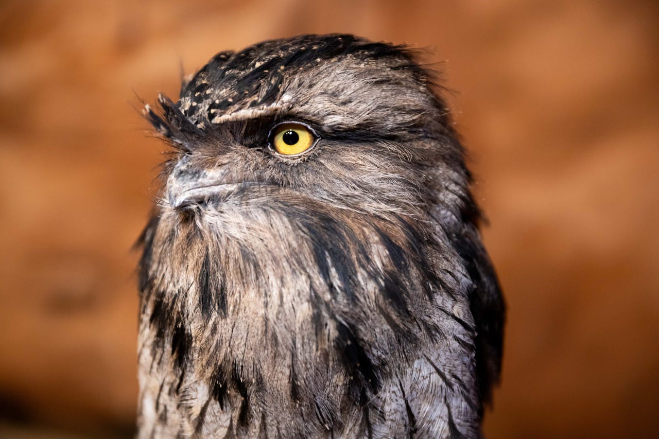 Combo: WILD LIFE Sydney + Madame Tussauds Sydney Price